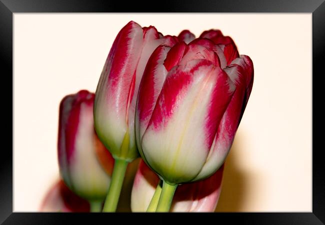 Tulips 02 Framed Print by Glen Allen