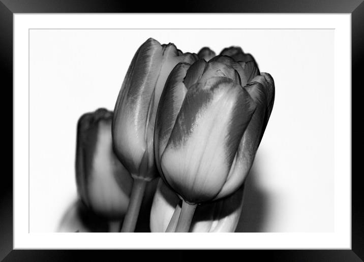 Tulips Mono Framed Mounted Print by Glen Allen