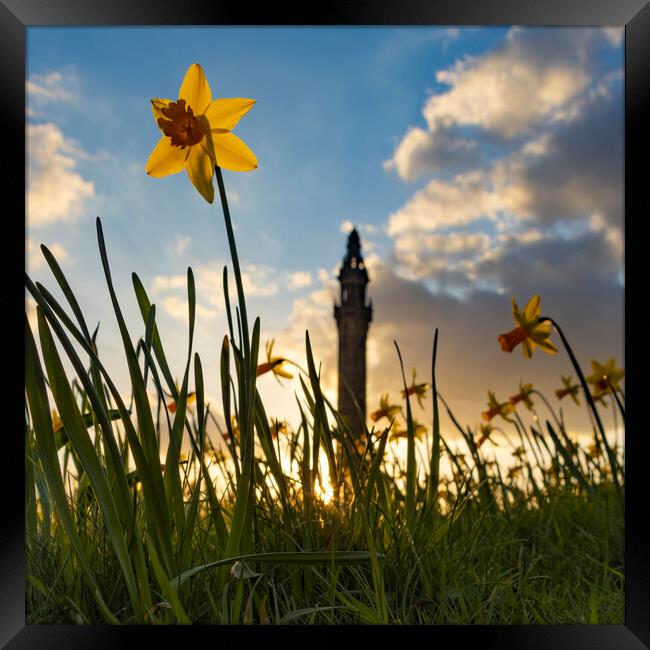 Wainhouse Tower and Daffodils 04 Framed Print by Glen Allen