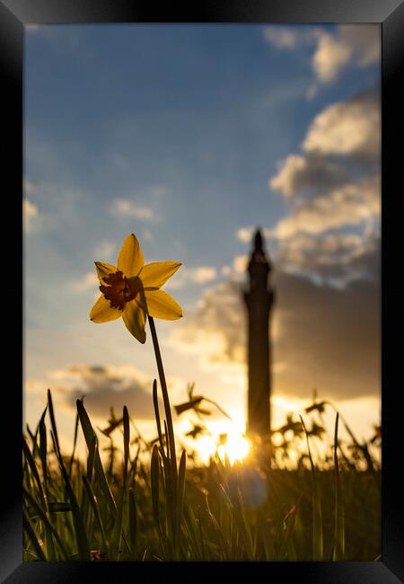 Wainhouse Tower and Daffodils 03 Framed Print by Glen Allen
