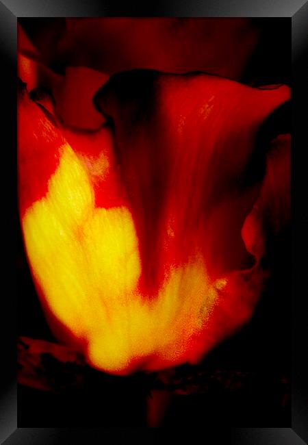 Rose on Fire Framed Print by Glen Allen