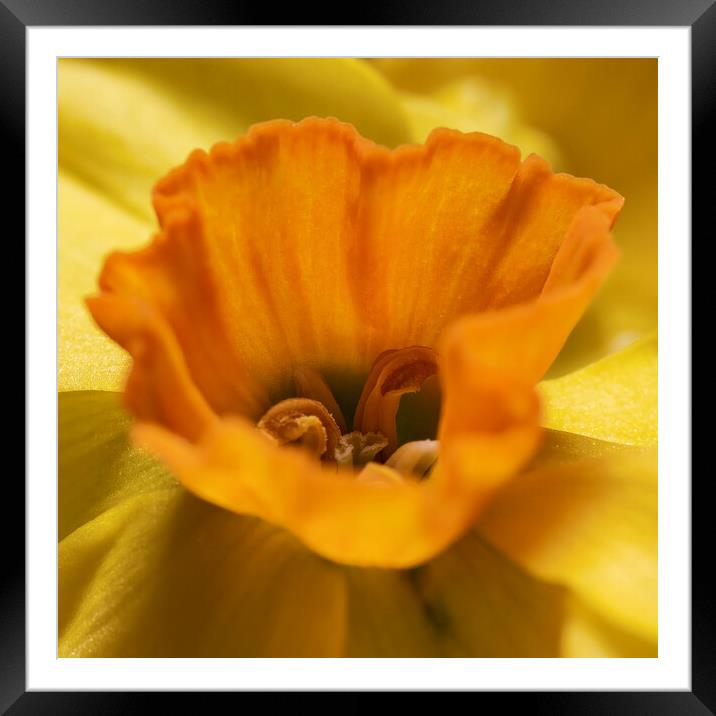 The Heart of Scented Narcissi Framed Mounted Print by Glen Allen