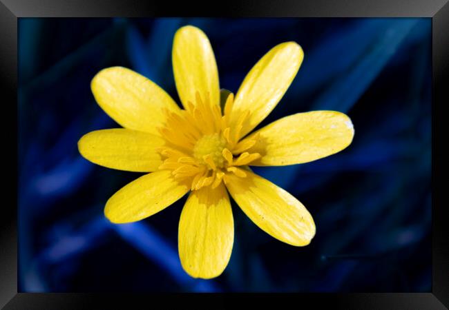 Buttercup Framed Print by Glen Allen