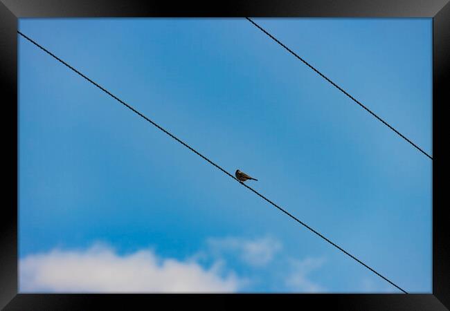 Bird on a Wire Framed Print by Glen Allen