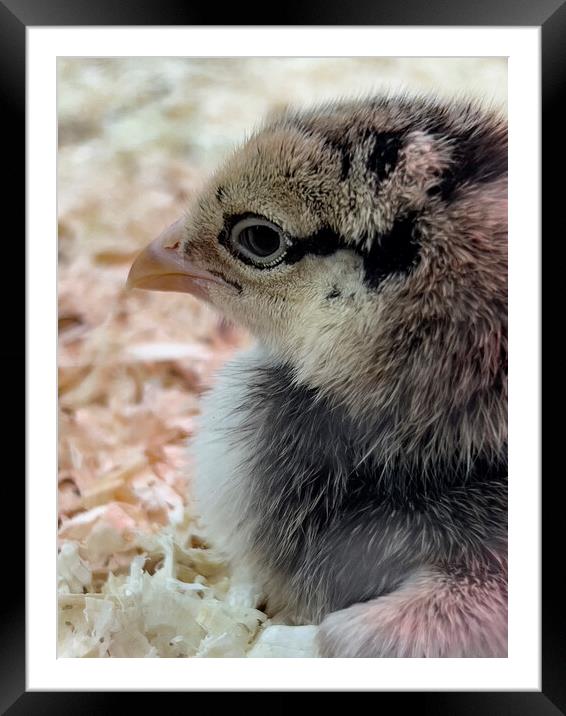 Chillin Chick Framed Mounted Print by Glen Allen