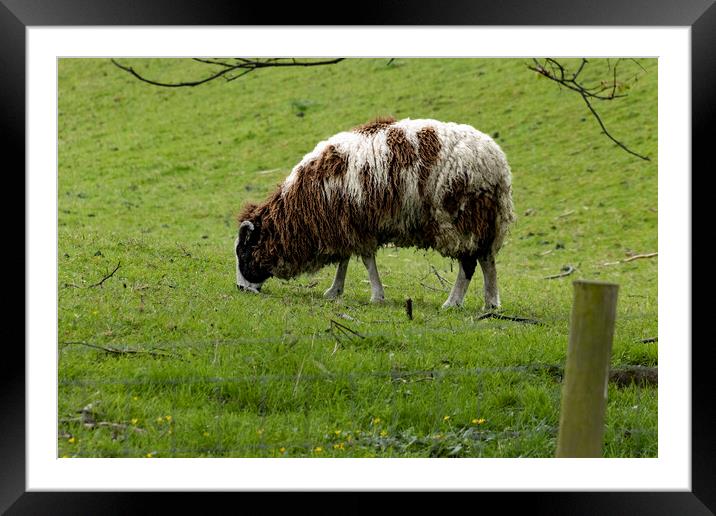 Jacobs Sheep Framed Mounted Print by Glen Allen