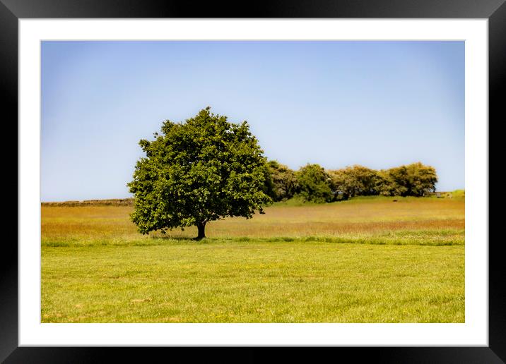 Scenes of Yorkshire - Tree Framed Mounted Print by Glen Allen