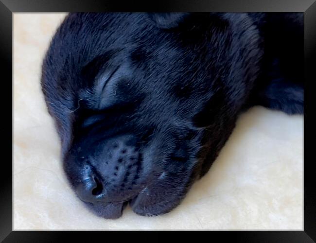 Sleepy Puppy Labrador  Framed Print by Glen Allen