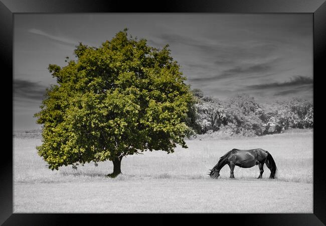 Lonely Tree and Horse Framed Print by Glen Allen