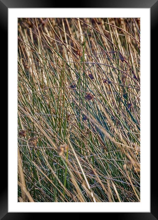 Grass Framed Mounted Print by Glen Allen