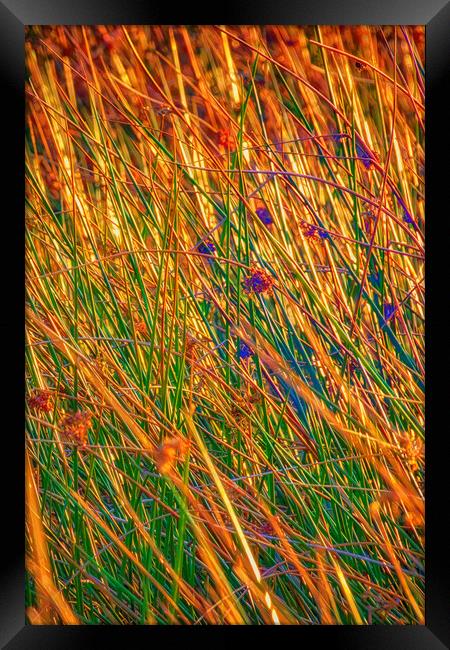Grass II Framed Print by Glen Allen