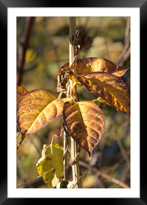 Autumnal Leaves 2023 Framed Mounted Print by Glen Allen