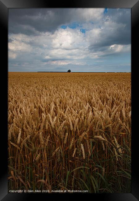 Wheat Fields Framed Print by Glen Allen