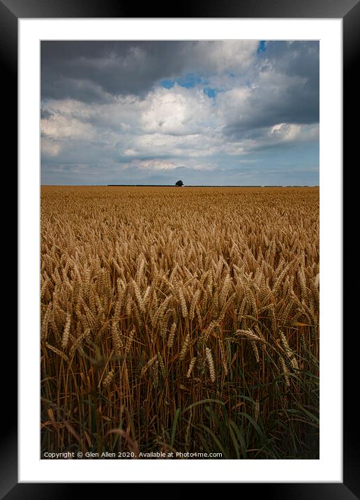 Wheat Fields Framed Mounted Print by Glen Allen
