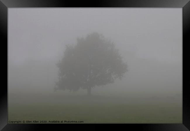 Misty Tree Framed Print by Glen Allen