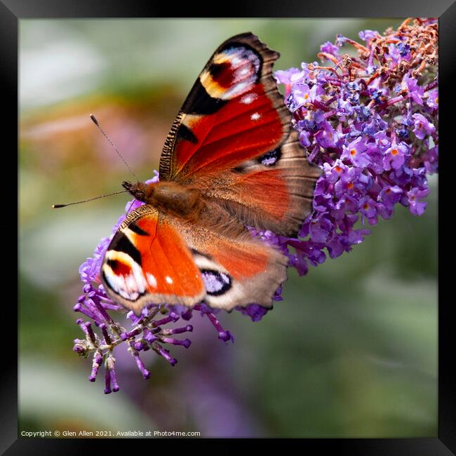 Peacock Butterfly Framed Print by Glen Allen