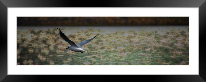Gull over Sparkly Water - Pano Framed Mounted Print by Glen Allen
