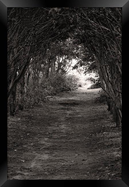 Tree'd Archway Framed Print by Glen Allen