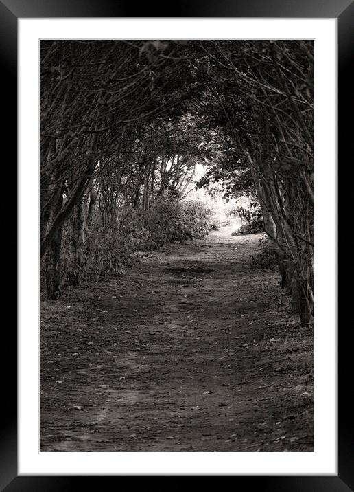 Tree'd Archway Framed Mounted Print by Glen Allen