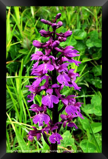 Fragrant Orchid Framed Print by Stephen Maxwell