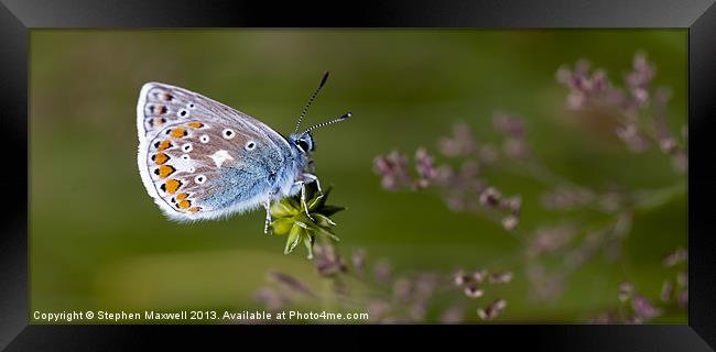 Common Blue Butterfly Framed Print by Stephen Maxwell