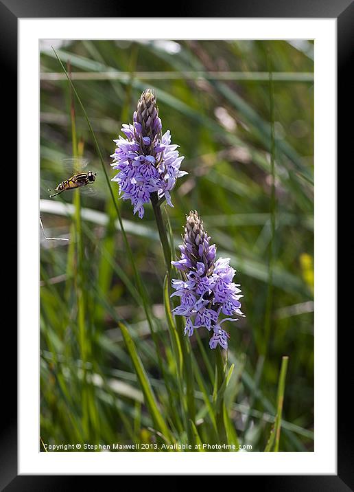 Orchids and Hoverfly Framed Mounted Print by Stephen Maxwell