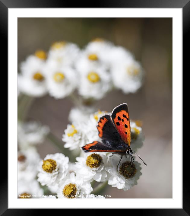Small Copper Butterfly Framed Mounted Print by Stephen Maxwell