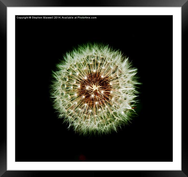 Dandelion Seed Head Framed Mounted Print by Stephen Maxwell