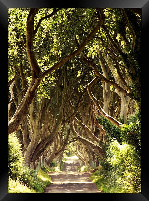  The Dark Hedges Framed Print by Stephen Maxwell