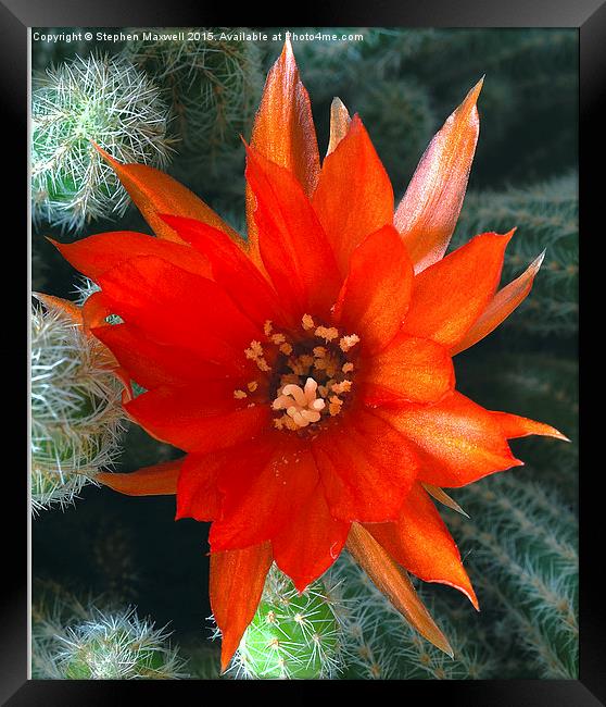  Peanut Cactus Flower Framed Print by Stephen Maxwell