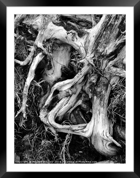 Roots Framed Mounted Print by Stephen Maxwell