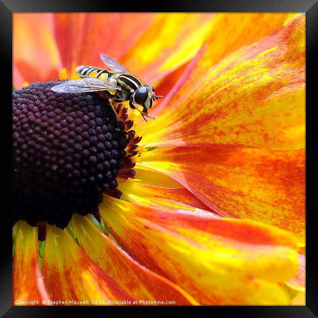 Hoverfly Framed Print by Stephen Maxwell