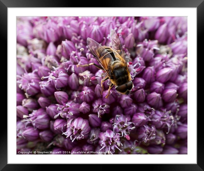 Fly on Allium Flower Framed Mounted Print by Stephen Maxwell