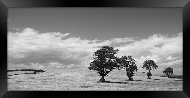 4 Trees Framed Print by Stephen Maxwell