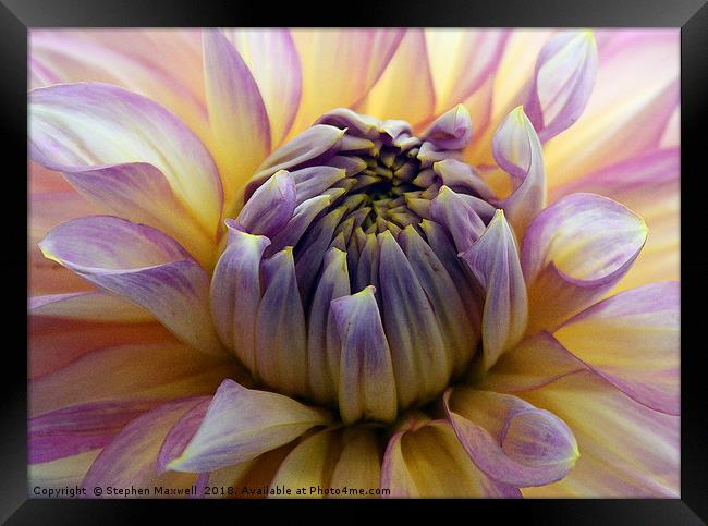 Chrysanthemum Framed Print by Stephen Maxwell