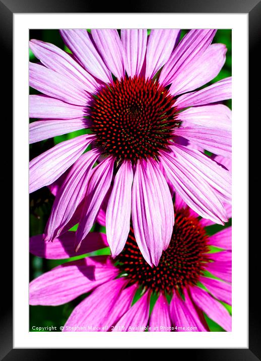 Echinacea Framed Mounted Print by Stephen Maxwell