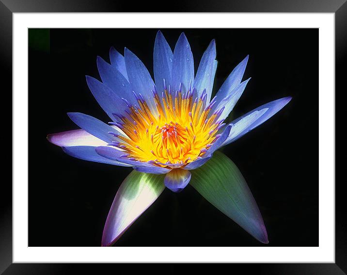 Blue Water Lily Framed Mounted Print by Stephen Maxwell