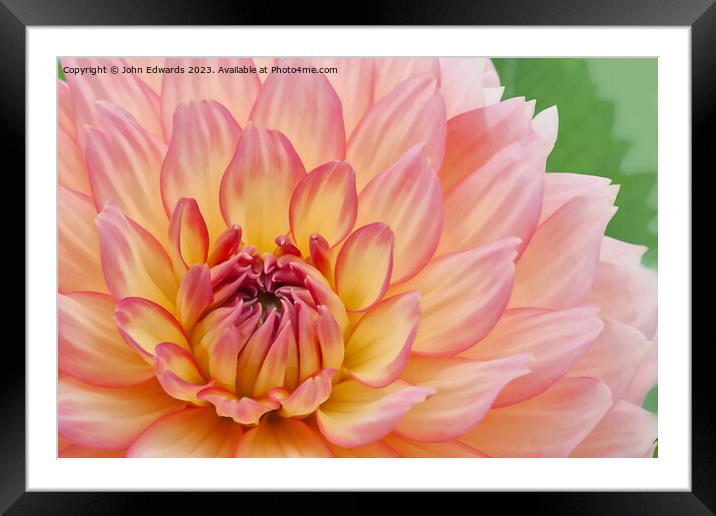 Exquisite Pink Dahlia Framed Mounted Print by John Edwards