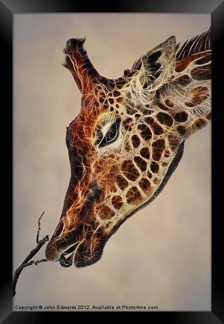 Giraffa camelopardalis Framed Print by John Edwards