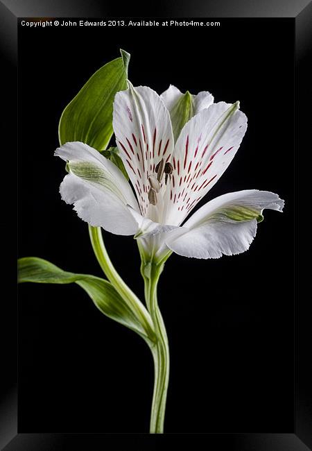 Alstroemeria Rivale Framed Print by John Edwards