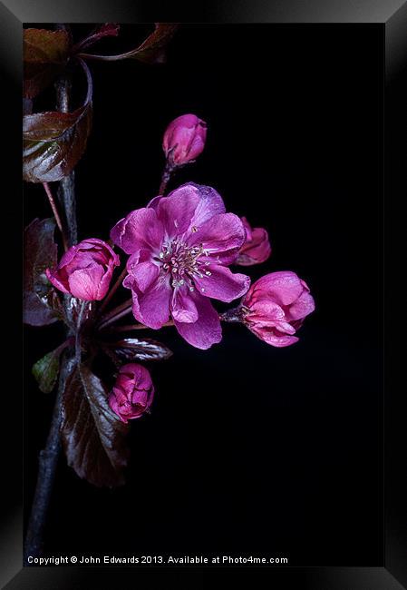 Cherry Blossom Framed Print by John Edwards