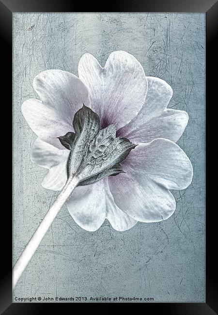 Sheradised Primula Framed Print by John Edwards