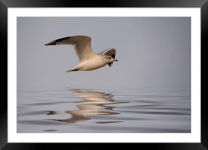 Common Gull (Larus canus) in flight Framed Mounted Print by John Edwards