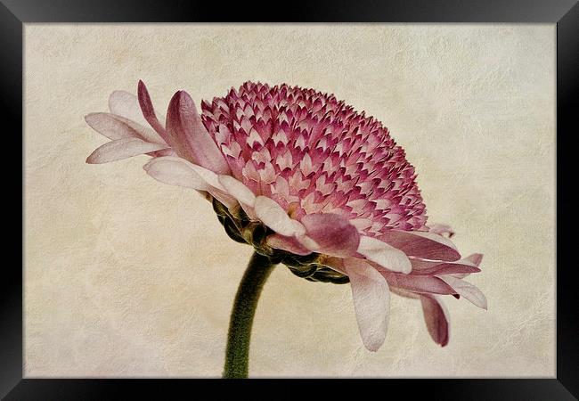 Chrysanthemum Domino Pink Framed Print by John Edwards