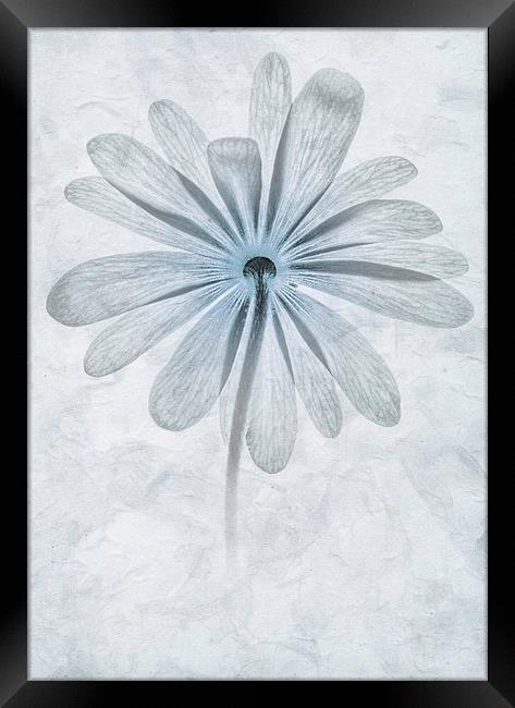 Iced Anemone Framed Print by John Edwards