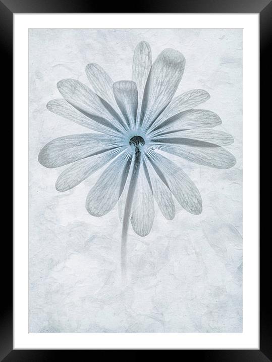 Iced Anemone Framed Mounted Print by John Edwards