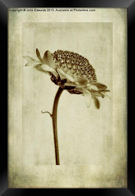 Chrysanthemum in Sepia Framed Print by John Edwards