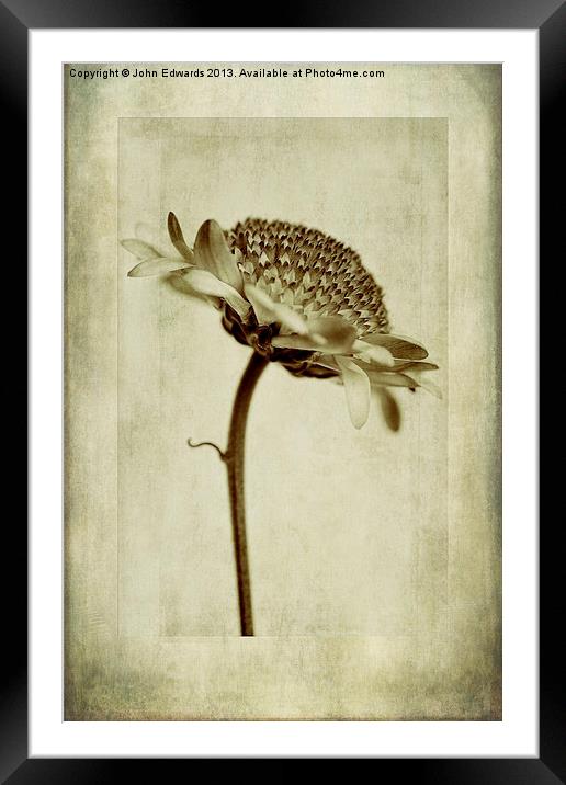 Chrysanthemum in Sepia Framed Mounted Print by John Edwards