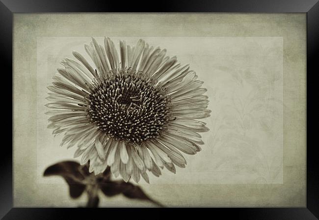 Aster with Textures Framed Print by John Edwards