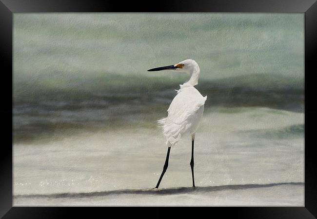 Snowy Egret (Egretta thula) Framed Print by John Edwards